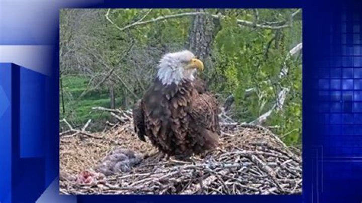 Name the new eaglets at Arconic