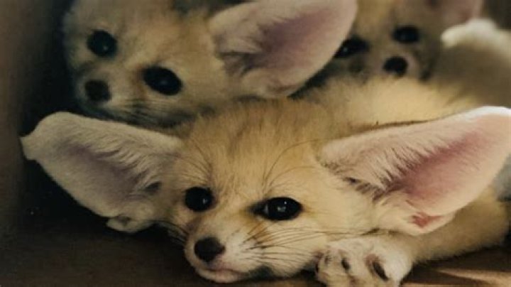 Niabi Zoo introduces three fennec fox kits