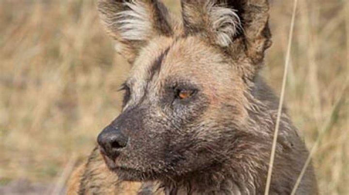Niabi Zoo receives grant from Carver Trust for Painted Dog exhibit