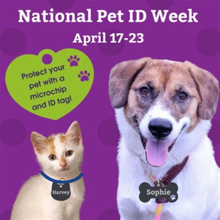 Observe National Pet ID Week with tag, microchip for your animal friend