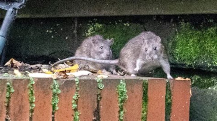 Our street is infested with giant rats the size of CHIHUAHUAS - even binmen refuse to enter