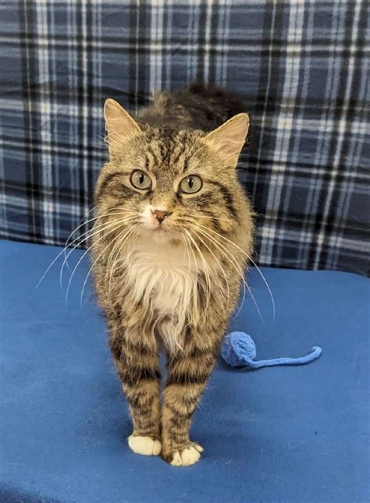 Pet of the Week | Squeaks
