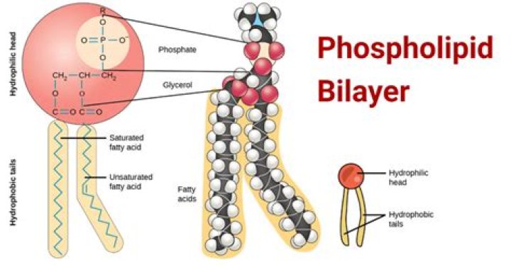 تترتب الدهون المفسفرة المزدوجة phospholipid bilayer المكونة للغشاء البلازمي في الخلية النباتية بشرح طريقة تُشكل فيها حاجزًا سطحه غير قطبي وأوسطه قطبي، لذلك لا تمر المواد الذائبة في الماء بسهولة عبر الغشاء البلازمي.