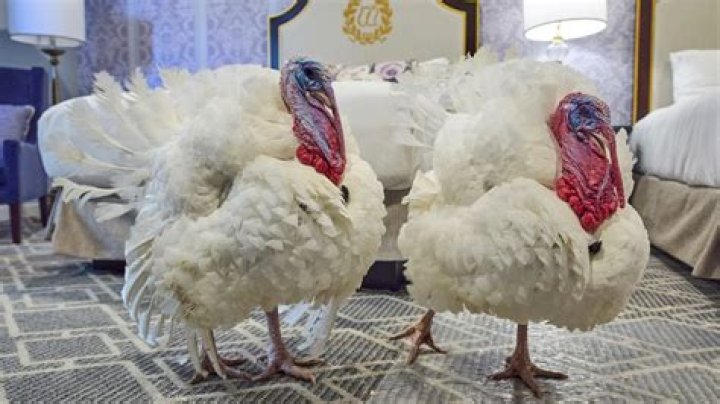 Photos: Walcott turkeys stay in D.C. hotel before pardon