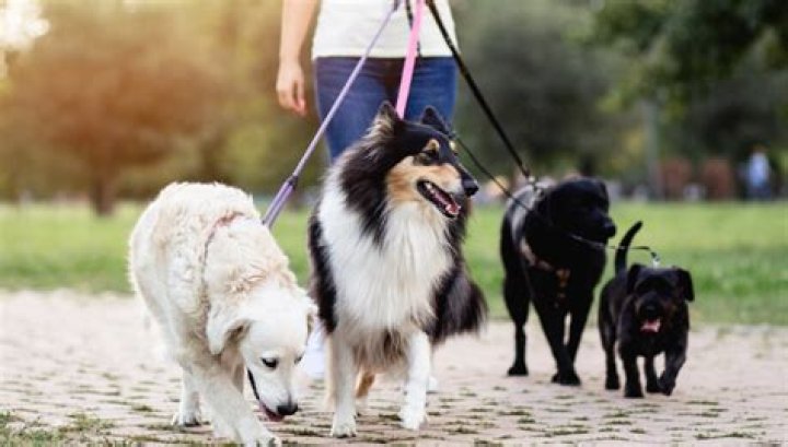 Planning garde chiens Excel : le modèle idéal