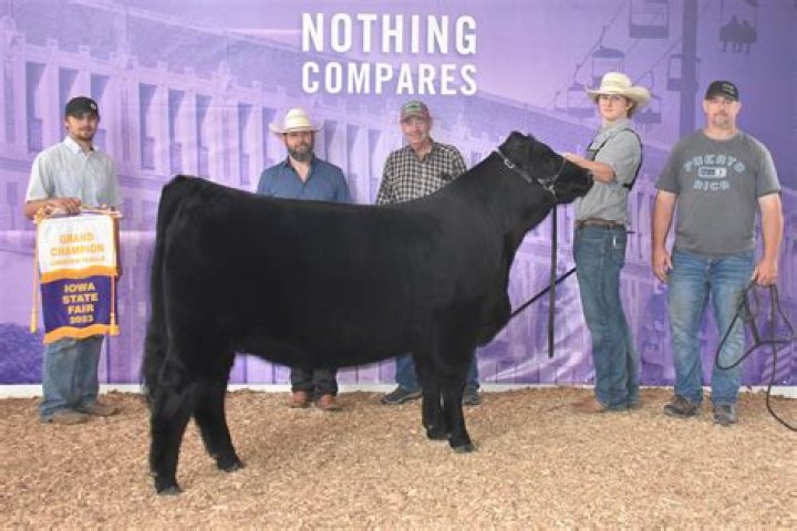 QC entries earn honors in Limousin Cattle Show, Iowa State Fair