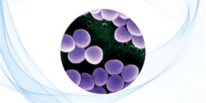 Que es el staphylococcus auricularis