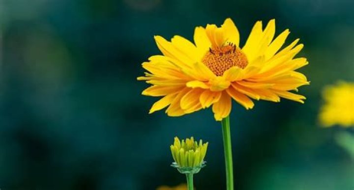 Qué significado real tienen las flores amarillas