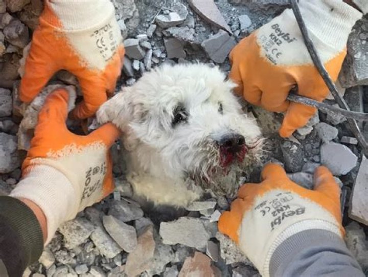 Rabbit, dog rescued from Davenport house fire