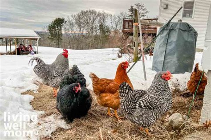 Raising Your Own Chickens | Sharon Wren