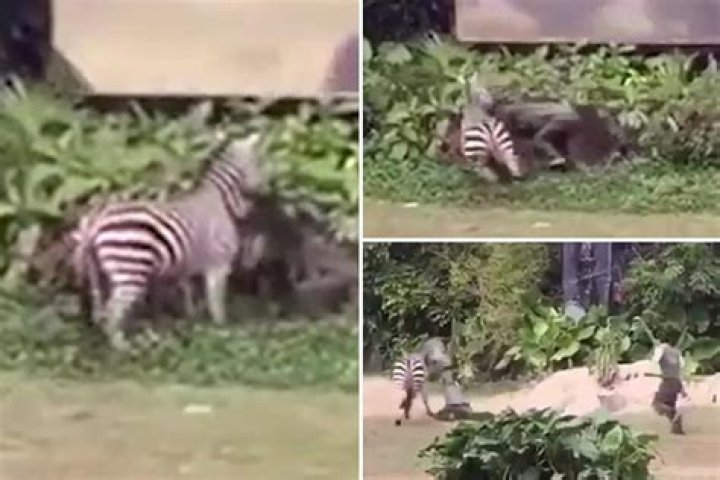 Terrifying moment ZEBRA attacks zookeeper and drags him into the bushes as tourists watch on in horror