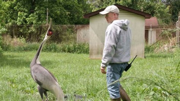 The crane attacked potential mates. But then she fell for her keeper