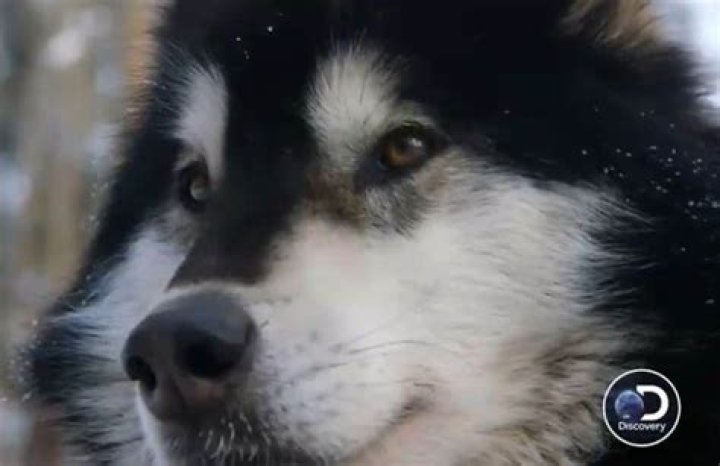 The Last Alaskans vicious dog sled fight in exclusive preview