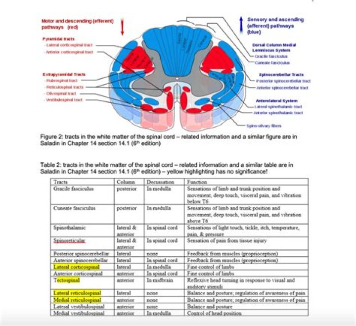 The primate reticulospinal tract, hand function and functional recovery. - ePrints