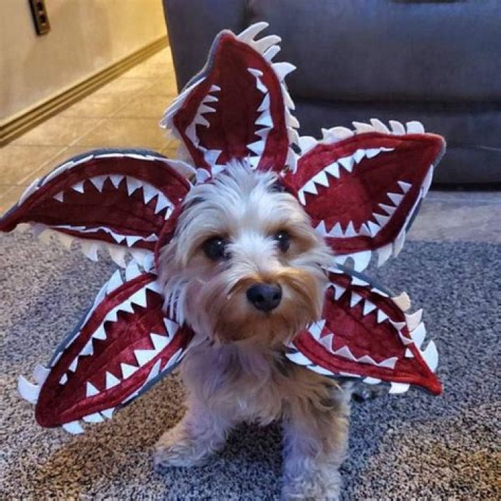 This 'Stranger Things' Demogorgon Dog Costume Is Actually Precious As Heck