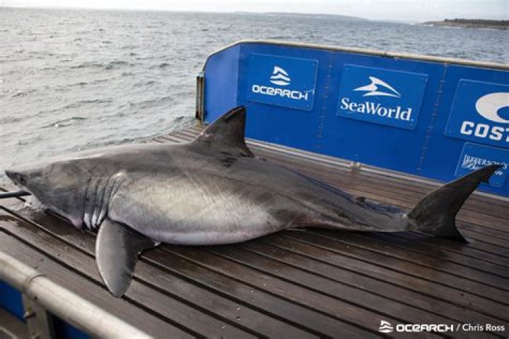 Three huge great white sharks up to 14 FEET long spotted just off the US coast as warning issued