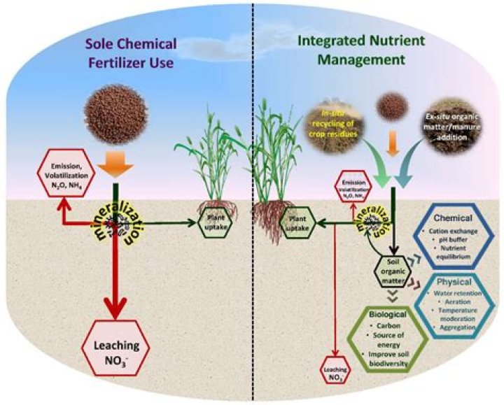 Unlocking the Power of Soymamicoco: A Nutrient-Packed Superfood for Better Health