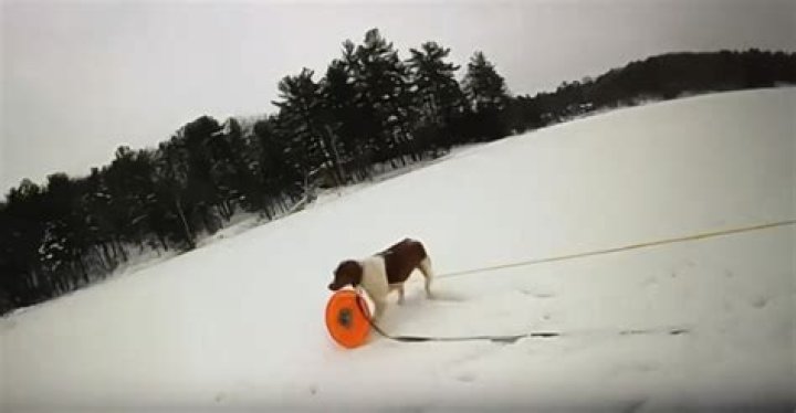 VIDEO: Dog helps save owner from icy pond thanks to quick-thinking officer