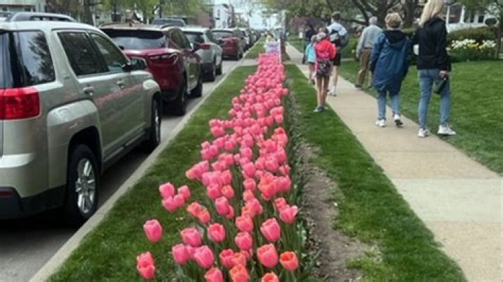 Visitors went Dutch for a day for Pella Tulip Festival