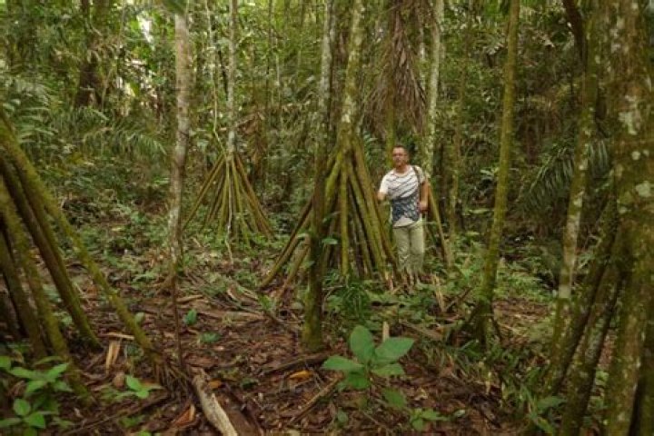 Walking Trees of Ecuador Can Move Up to 20 Meters Per Year