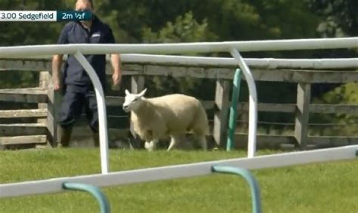 Watch hilarious moment SHEEP invades race track and manages to evade desperate attempts to capture it