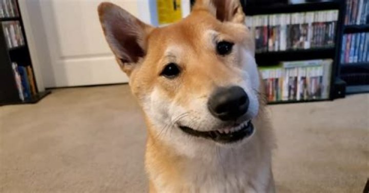 We Start 2024 by Interviewing the World's First Dog Speedrunner