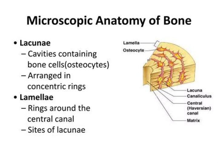 What are lacunae and canaliculi