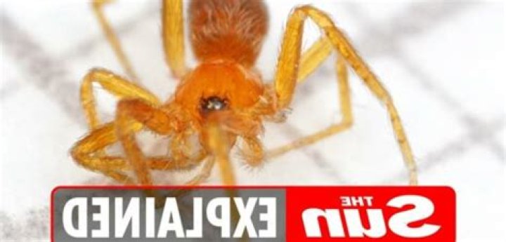 What are pink prowler spiders?