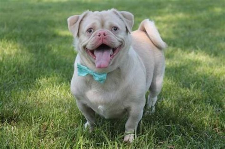 What are pink pugs, are the albino dogs really pink and what do they look like?