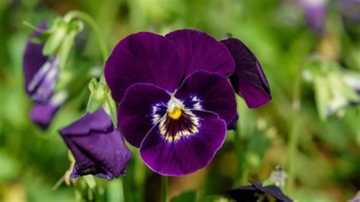 What Are the Purple Flowers in Sweet Tooth, Explained