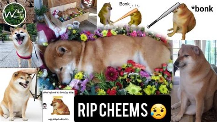 What Caused Cheems Death? Famous Meme Dog Death Cause And Obituary Explored