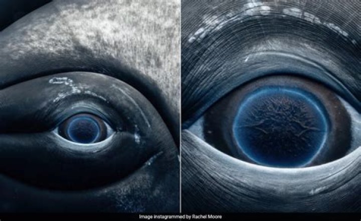 What color is a whales eye