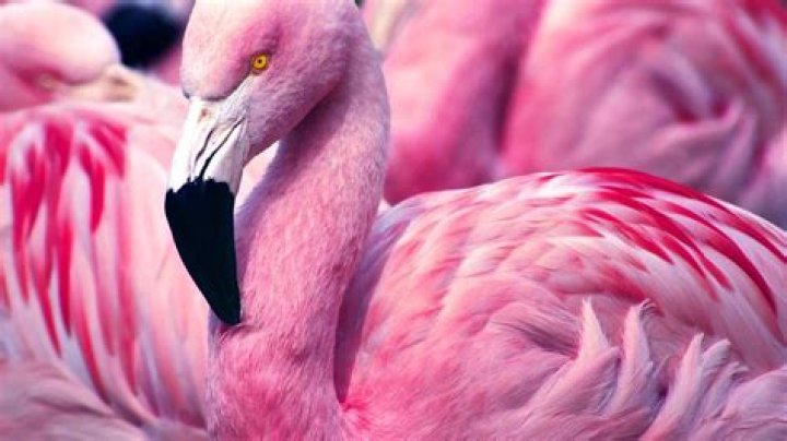 What Happened To The Baby Flamingo On 'Our Planet'? This Little Chick Didn't Have Much Luck On The African Plains