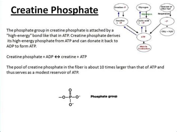 What is creatine phosphate anatomy