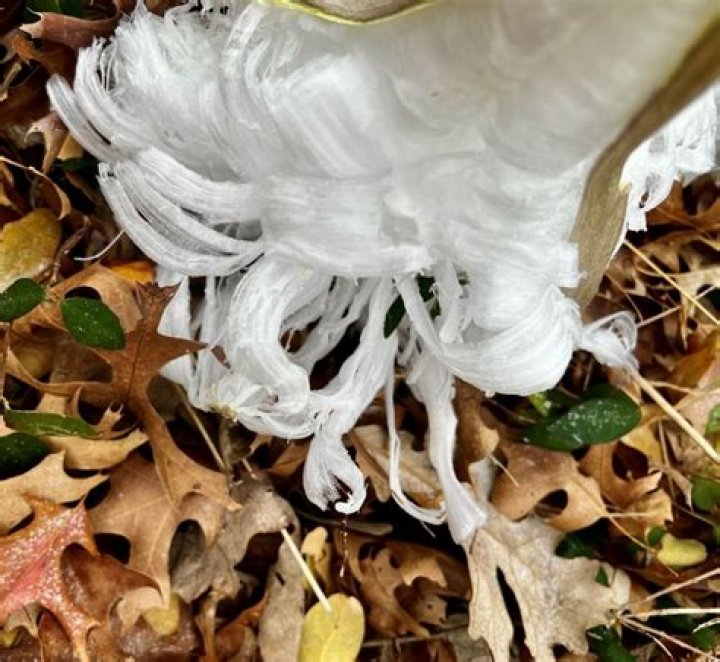 What is frostweed? Ice formations spotted in Texas