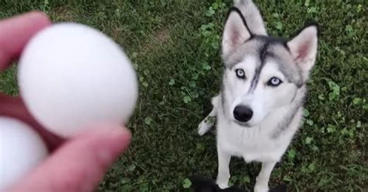 What Is The “Egg Challenge”? Very Good Dogs Are The Stars Of This New Viral Trend