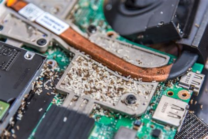 What to Do About Ants in Your Computer