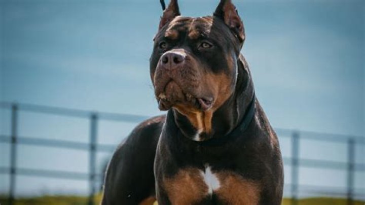 What will happen to cross breeds as American XL Bully dog ban is introduced?