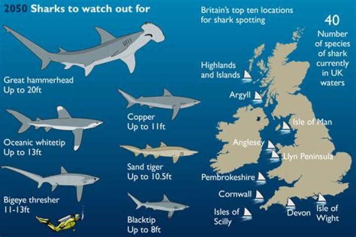 Which sharks are in UK waters?