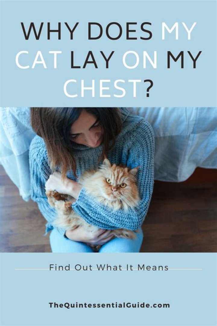 Why Does My Cat Lay on Me? Vets Reveal the Reasons