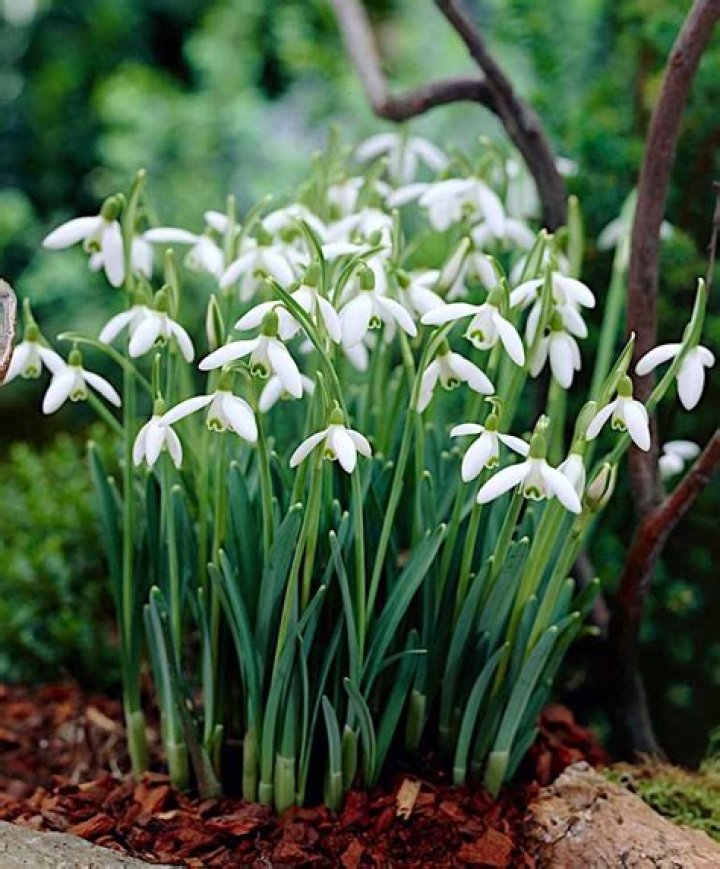 Xem Phim Snowdrop – Hoa Tuyết Điểm (Full Trọn Bộ 16/16 Tập)