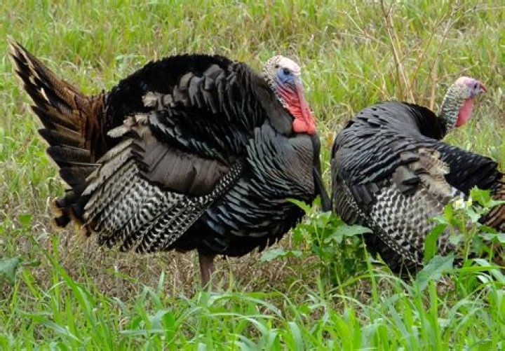 Young Illinois hunters harvest more turkeys than last year